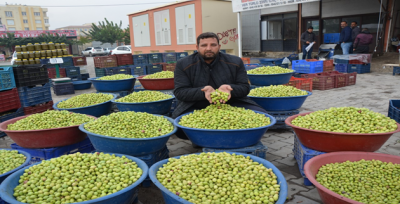 Şanlıurfa'da Yeşil Zeytin Sezonu Bitiyor.