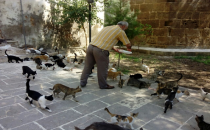 Şanlıurfalı Hayvan Dostu Sokak Kedilerini Besliyor