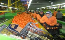 Şanlıurfalılar işsiz kalınca soluğu Çukurova'da aldılar