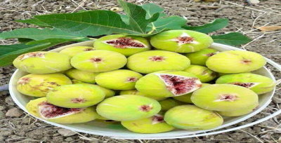 Şanlıurfa'nın Meşhur Keten İncirin Satışı Başladı