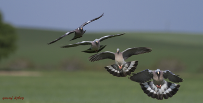 Şanlıurfa'nın Şanlı Kuşları