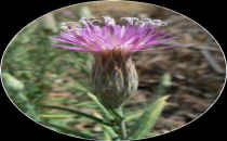 Şanlıurfa'ya Özgü Bitki 100 Yıl Sonra Yeniden Keşfedildi