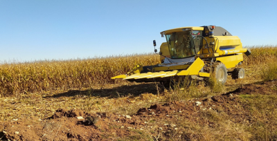 Sarı altında  hasad devam ediyor