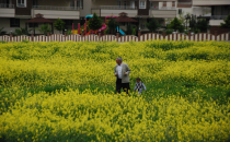 Sarı yeşil çiçekler güzel görüntü oluşturdu