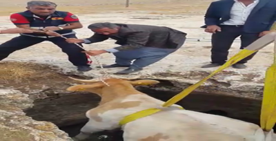 Sarnıc çukuruna düşen ineği itfaiye kurtardı