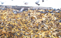 Savaştan Kaçıp  Aç Kalan Kuşlar Şehre İndi