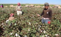 Savaştan kaçıp, pamuk tarlasına geldiler