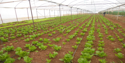 Seracılıkla Sağlıklı ve Kaliteli Ürünler Piyasaya Sunuluyor