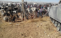 Sınırda Hayvanlara Yem Ve Su Verildi