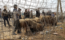 Sınırdaki hayvanlar yem verildi