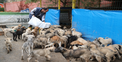 Sokak Hayvanları Emin Ellerde