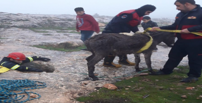 Su Kuyusuna Düşen Eşek, İtfaiye Ekipleri Tarafından Kurtarıldı