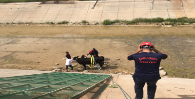 Sulama kanalına düşen ineği itfaiye kurtardı