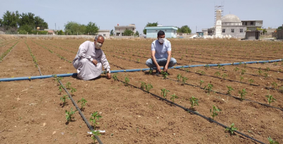 Sulamada devrim gerçekleşiyor