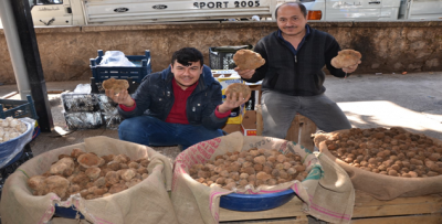 Suriye Kemesi Kapış Kapış Satılıyor