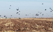 Suriye'den gelen kuşlar ovaya dadandı