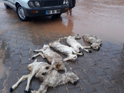 Suruç'ta Ahırlar Yıkıldı, Kuzular Telef Oldu