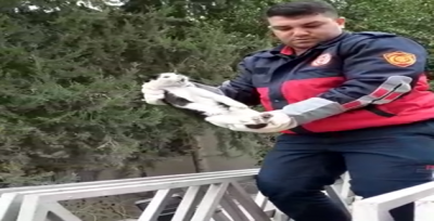 Suruç'ta ekipler onun için seferber oldu