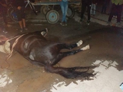 Suruç'ta Elektrik Akıma Kapılan At Telef Oldu