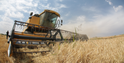 Suruç'ta Hububat Hasadı Başladı