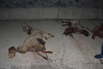 Sürüye Çarpan Otomobil Onlarca Koyunu Telef Etti