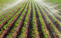 Suyun götürdüğü topraklar Suriye'ye akıyor