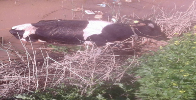 Tahliye Kanalına Düşen İnek Kurtarıldı