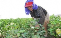 Tarım işçilerin alacağı ücret belli oldu