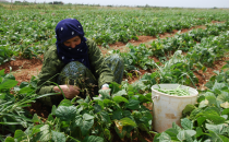 Tarlada Güneşin Altına Oruç Tutanların Ekmek Mücadelesi