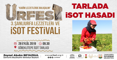 Tarlada İSOT Hasadı' Yapılacak