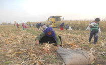 Tarlada kalan mısırı toplayarak para kazanıyorlar