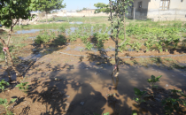 Tarlaya fazla su verilince tahliye kanalları doluyor