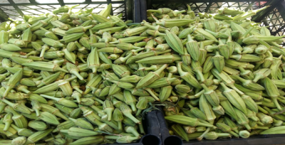 Taze Bamya Tezgaha Çıktı
