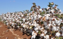 Üretici hayal kırıklığına uğradı