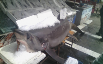 Urfa bunu da gördü