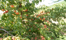 Urfa Ekonomisine Şeftali Girdi