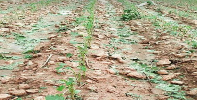 Urfa Fırtına Ve Yağmur Etkili Oldu
