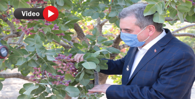 Urfa Fıstığı Hasadı Başladı