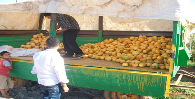 Urfa Kavunu Pazara İndi