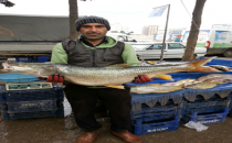 Urfa pazarında büyük balık bereketi