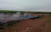 Urfa'da 112 Bin kök kenevir bitkisi ele geçirildi