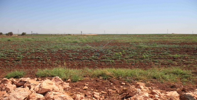 Urfa'da 331.930 Dekar Arazi Suyla Buluştu…