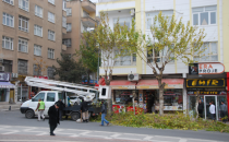 Urfa'da Ağaçlar Budanıyor