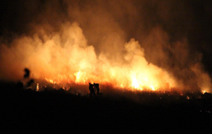 Urfa'da ağaçlar kül oldu
