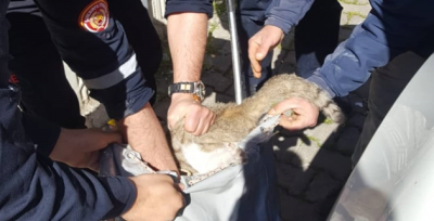 Urfa'da Araca Sıkışan Kediyi İtfaiye Kurtardı