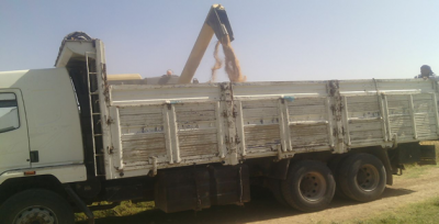 Urfa'da Arpa ve Buğday Hasadı Başladı