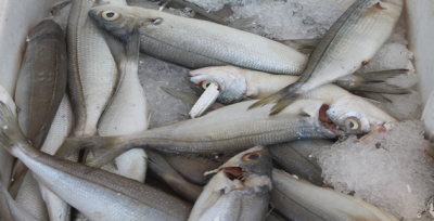 Urfa'da Balığa Talep Arttı