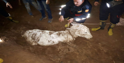 Urfa'da Batağa Saplanan Merkepin İmdadına İtfaiye yetişti