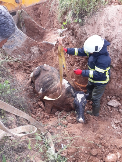 Urfa'da Bataklığa Saplanan İnek Kurtarıldı