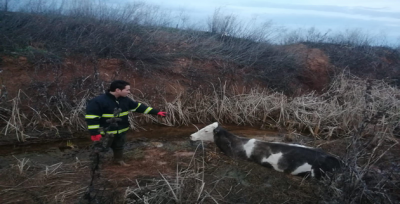 Urfa'da Bataklığa Saplanan İnek Kurtarıldı